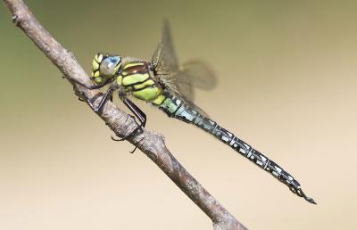 Aeschne printanière (L') Brachytron pratense (O.F. Müller, 1764)