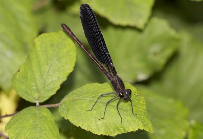 Caloptéryx hémorroïdal Calopteryx haemorrhoidalis (Vander Linden, 1825)