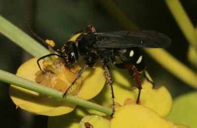  Episyron albonotatum (Vander Linden, 1827)