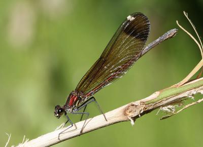 Caloptéryx hémorroïdal Calopteryx haemorrhoidalis (Vander Linden, 1825)