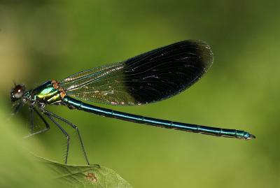 Caloptéryx éclatant Calopteryx splendens (Harris, 1780)