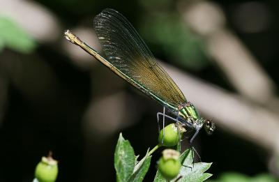 Caloptéryx éclatant Calopteryx splendens (Harris, 1780)