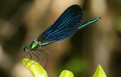 Caloptéryx vierge Calopteryx virgo (Linnaeus, 1758)