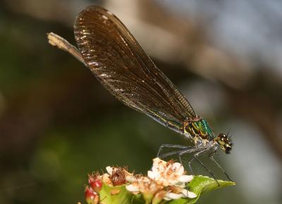 Caloptéryx vierge Calopteryx virgo (Linnaeus, 1758)