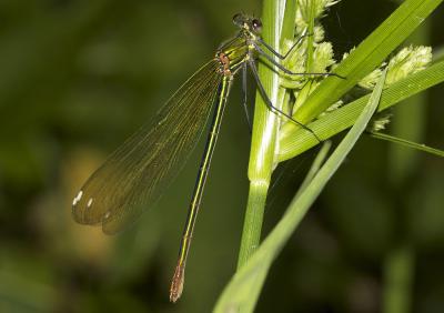 Caloptéryx occitan Calopteryx xanthostoma (Charpentier, 1825)
