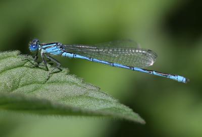 Agrion de Vander Linden, Naïade de Vander Linden Erythromma lindenii (Selys, 1840)