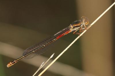 Agrion délicat Ceriagrion tenellum (Villers, 1789)