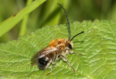  Eucera Scopoli, 1770