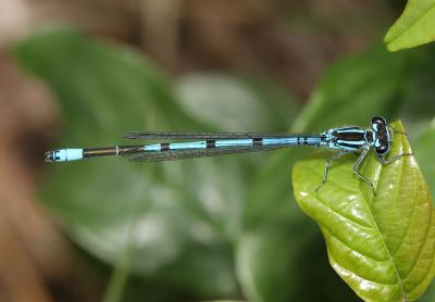 Agrion jouvencelle Coenagrion puella (Linnaeus, 1758)