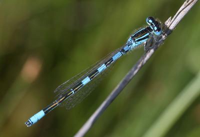 Agrion mignon (L') Coenagrion scitulum (Rambur, 1842)