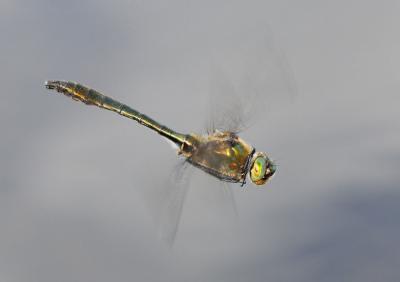 Cordulie bronzée (La) Cordulia aenea (Linnaeus, 1758)