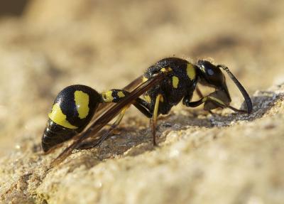  Eumenes coronatus (Panzer, 1799)