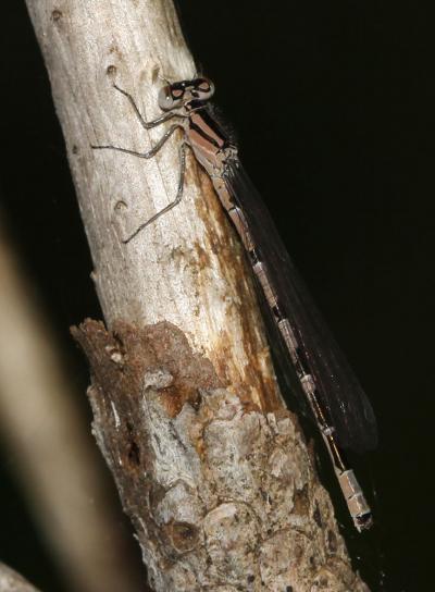 Agrion porte-coupe Enallagma cyathigerum (Charpentier, 1840)