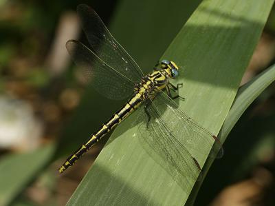 Gomphe de Graslin (Le), Gomphe à cercoïdes fourchu Gomphus graslinii Rambur, 1842