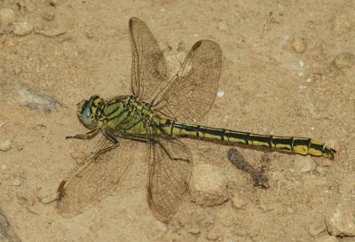 Gomphe joli (Le) Gomphus pulchellus Selys, 1840