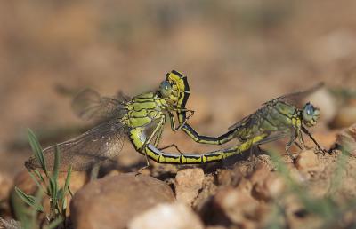 Gomphe joli (Le) Gomphus pulchellus Selys, 1840