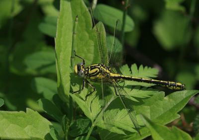 Gomphe semblable (Le) Gomphus simillimus Selys, 1840