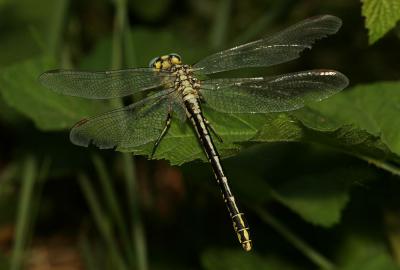 Gomphe semblable (Le) Gomphus simillimus Selys, 1840