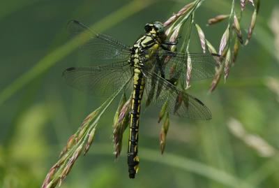 Gomphe vulgaire (Le) Gomphus vulgatissimus (Linnaeus, 1758)