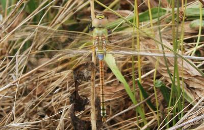Anax porte-selle (L') Hemianax ephippiger (Burmeister, 1839)