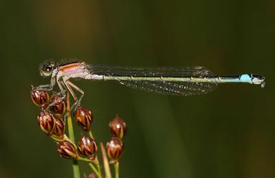 Agrion élégant Ischnura elegans (Vander Linden, 1820)