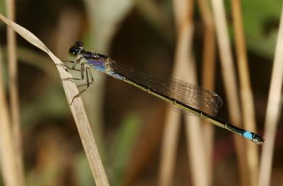 Agrion élégant Ischnura elegans (Vander Linden, 1820)