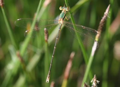 Leste sauvage Lestes barbarus (Fabricius, 1798)