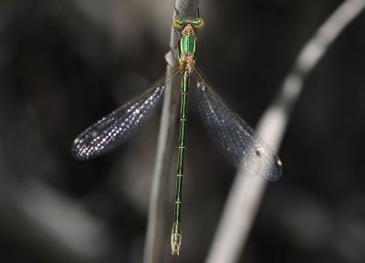 Leste sauvage Lestes barbarus (Fabricius, 1798)