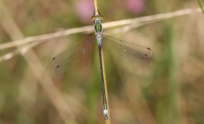 Leste des bois, Leste dryade Lestes dryas Kirby, 1890