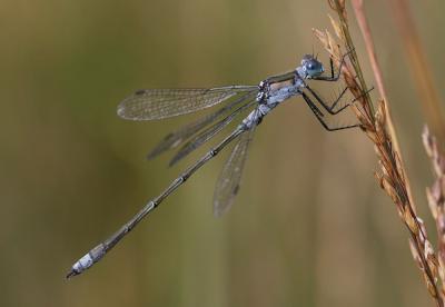 Leste fiancé Lestes sponsa (Hansemann, 1823)