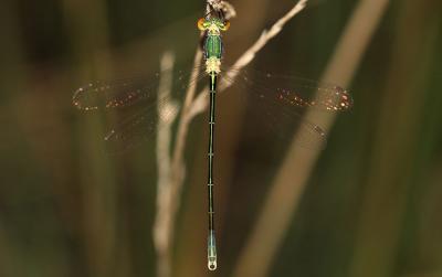 Leste verdoyant Lestes virens (Charpentier, 1825)