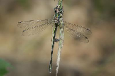 Leste vert Chalcolestes viridis (Vander Linden, 1825)