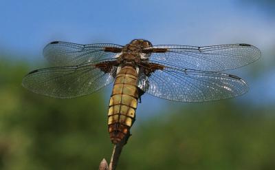 Libellule déprimée (La) Libellula depressa Linnaeus, 1758