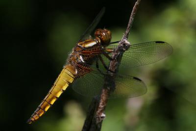 Libellule déprimée (La) Libellula depressa Linnaeus, 1758