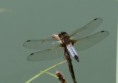 Libellule fauve (La) Libellula fulva O.F. Müller, 1764