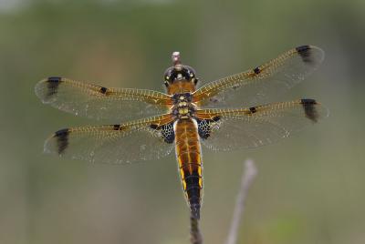 Libellule quadrimaculée (La), Libellule à quatre t Libellula quadrimaculata Linnaeus, 1758