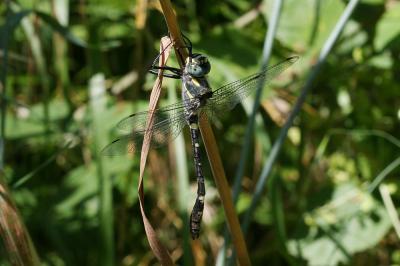 Cordulie splendide (La) Macromia splendens (Pictet, 1843)