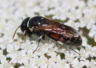  Hylaeus variegatus (Fabricius, 1798)