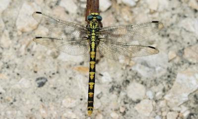Gomphe à crochets (Le) Onychogomphus uncatus (Charpentier, 1840)