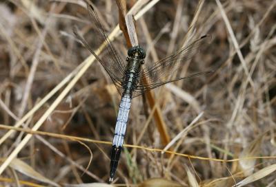 Orthétrum à stylets blancs (L') Orthetrum albistylum (Selys, 1848)