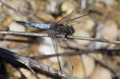 Orthétrum réticulé (L') Orthetrum cancellatum (Linnaeus, 1758)