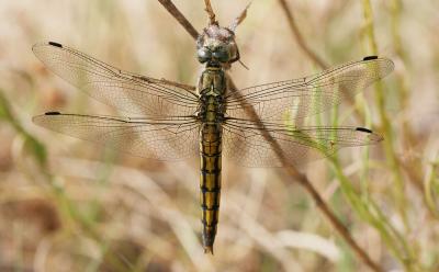 Orthétrum réticulé (L') Orthetrum cancellatum (Linnaeus, 1758)