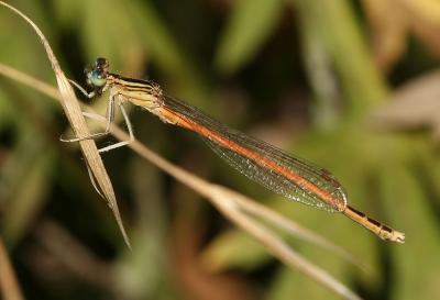 Agrion orangé Platycnemis acutipennis Selys, 1841