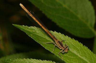 Agrion orangé Platycnemis acutipennis Selys, 1841