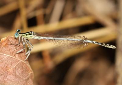 Agrion blanchâtre Platycnemis latipes Rambur, 1842
