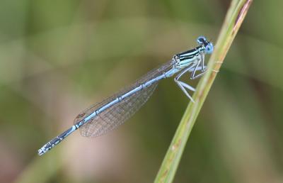 Agrion à larges pattes, Pennipatte bleuâtre Platycnemis pennipes (Pallas, 1771)