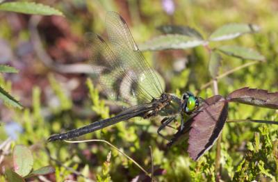 Cordulie arctique (La) Somatochlora arctica (Zetterstedt, 1840)