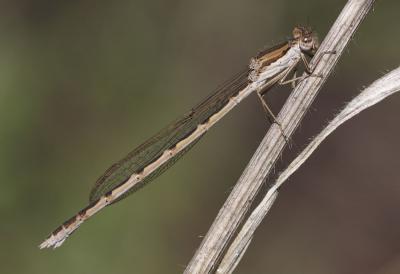 Leste brun Sympecma fusca (Vander Linden, 1820)