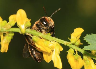  Megachile Latreille, 1802