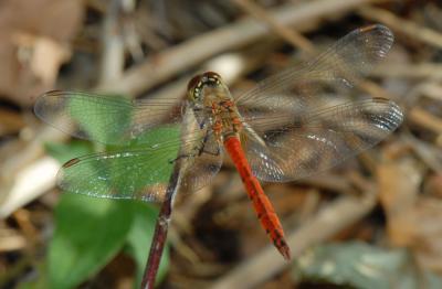 Sympétrum déprimé (Le) Sympetrum depressiusculum (Selys, 1841)